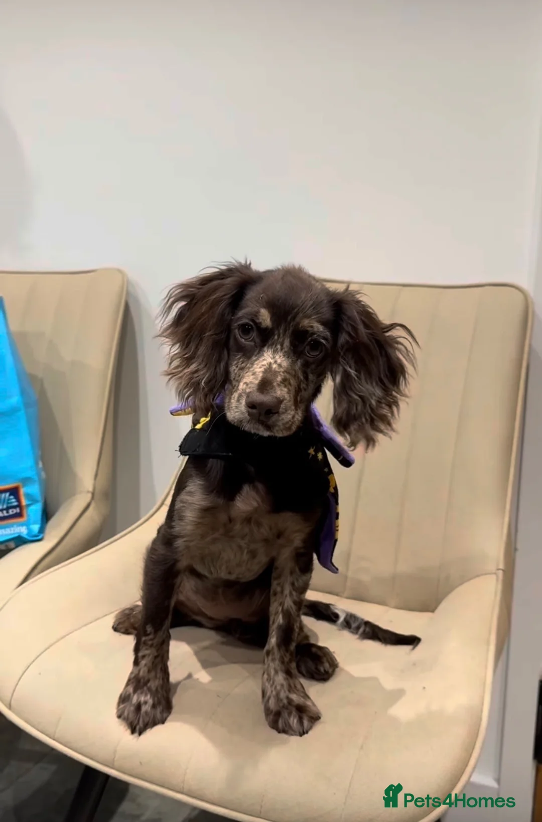 Cocker Spaniel dogs for sale: Working spaniel puppy 4 months  - Advert 4