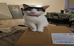 Domestic Shorthair cats for sale: Goku is looking for a new home💓 - Advert 3