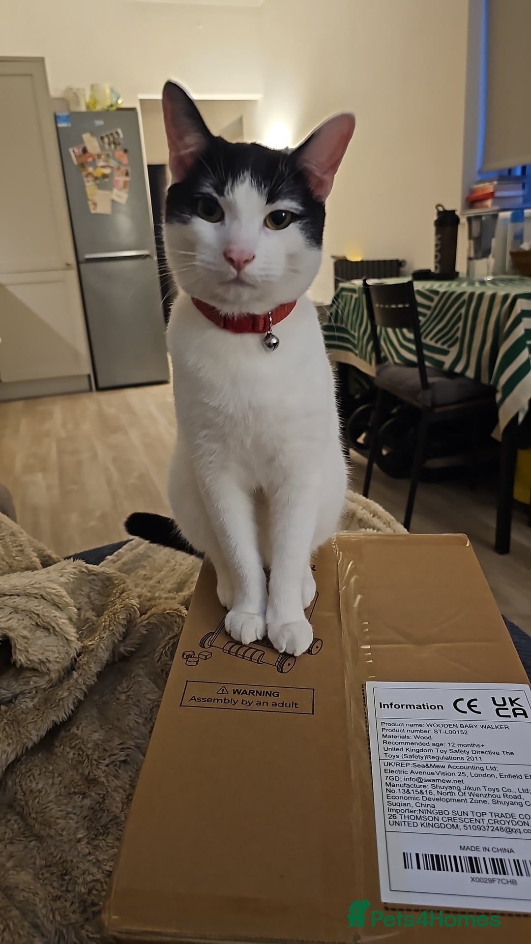 Domestic Shorthair cats for sale: Goku is looking for a new home💓 - Advert 3