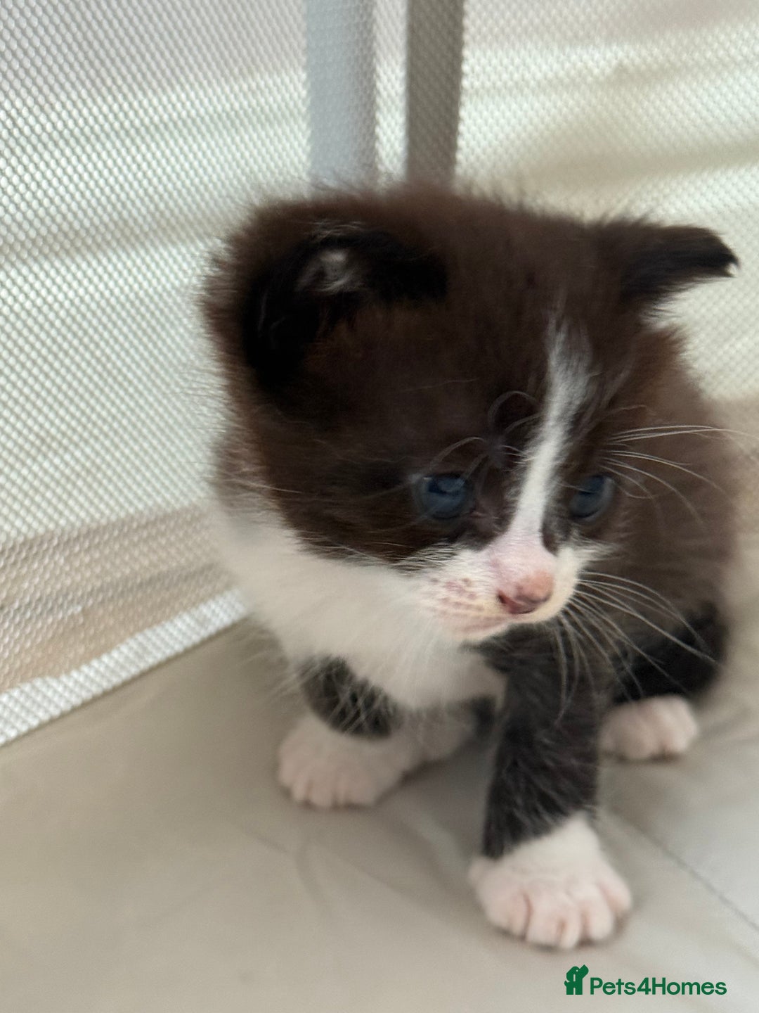 Ragdoll cats for sale: 2 kittens available 1 female, 1 male  - Image 6