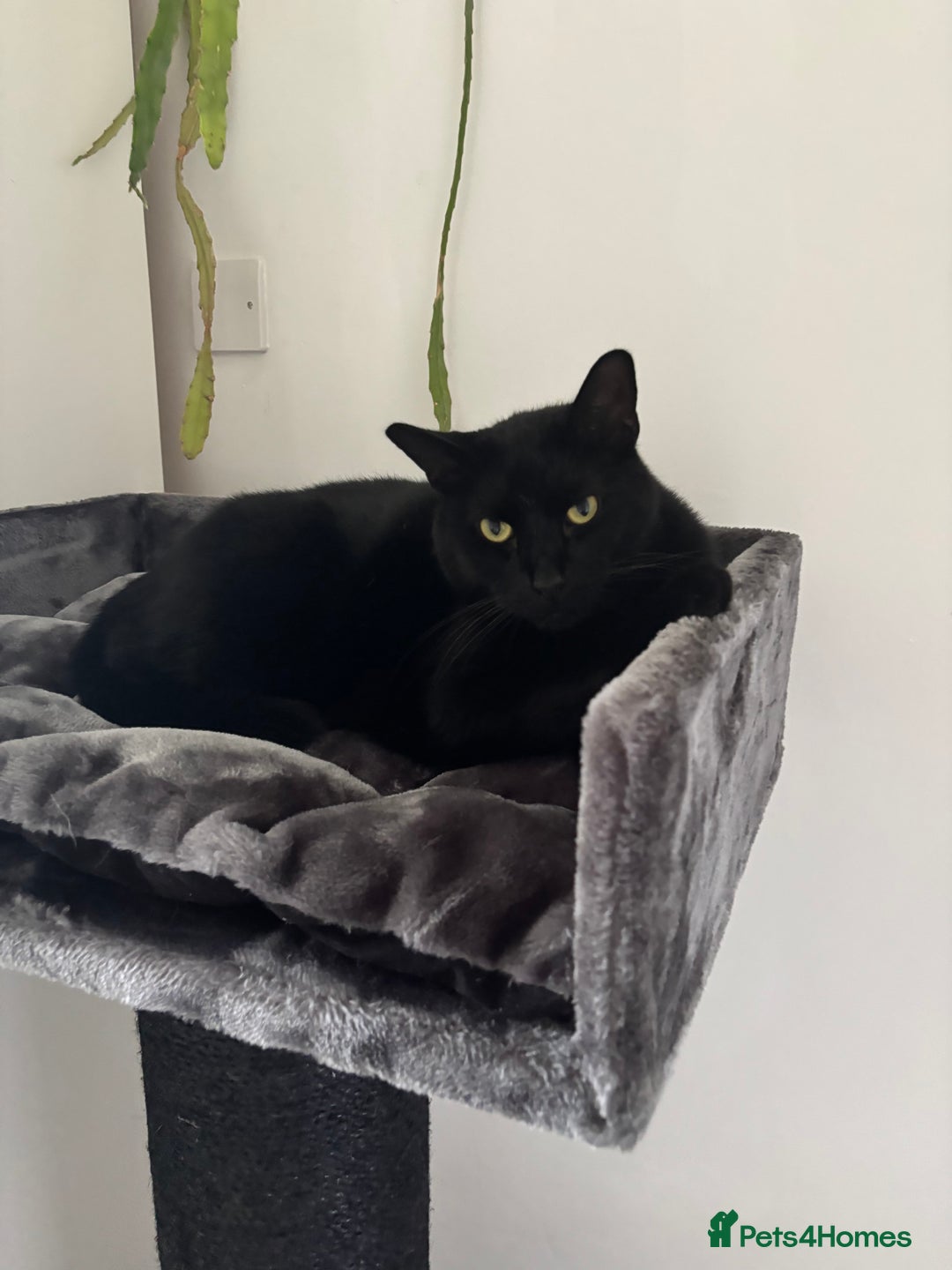 Siamese cats for sale: Gorgeous kitten boy with all accessories  - Image 6