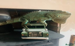 Iguana reptiles for sale: Tank the tame Blue Iguana  - Image 10
