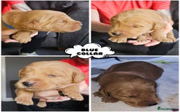 Labradoodle dogs for sale: Beautiful Labradoodle Puppies  - Image 13