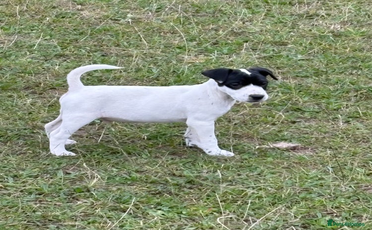 Jack Russell dogs - Advert 11