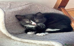 Mixed Breed cats for sale: Mix bread  - Image 4