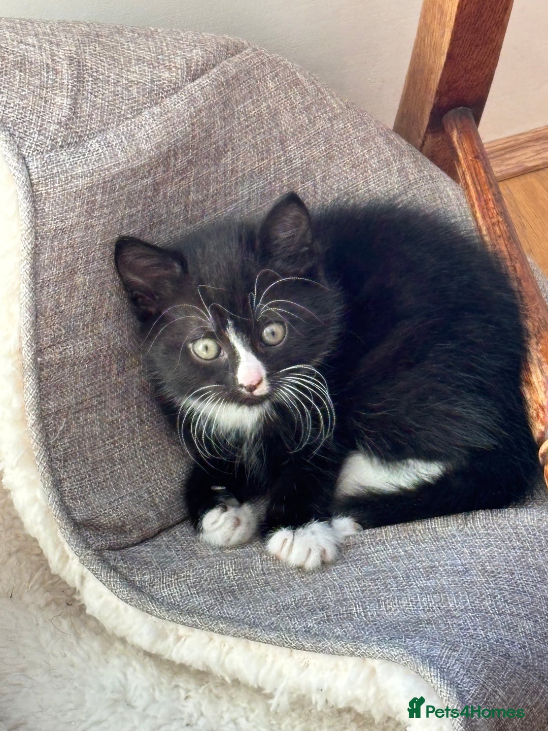 Mixed Breed cats for sale: Mix bread  - Image 4