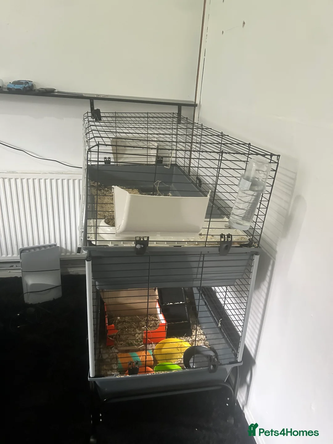 Guinea Pig rodents for sale: Guinea pig and double cage  - Advert 5
