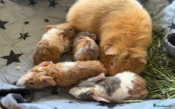 Guinea Pig rodents for sale: Purebred baby teddy guinea pigs - Image 2