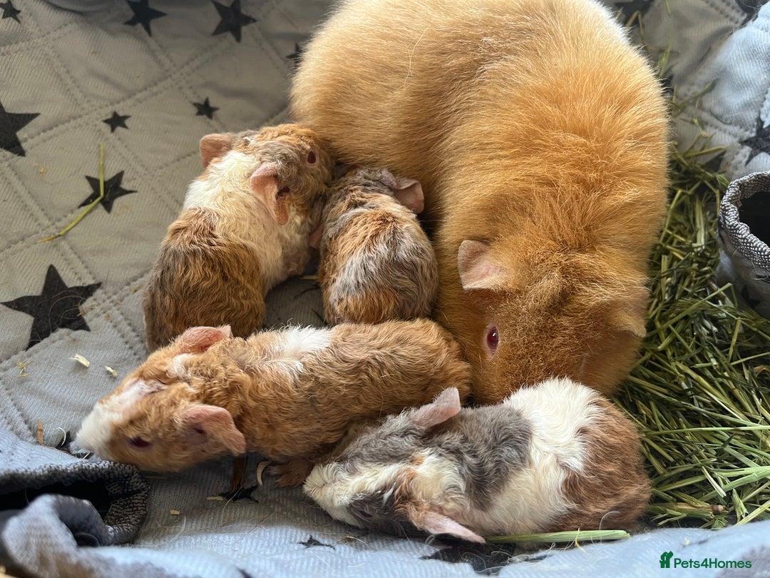 Guinea Pig rodents for sale: Purebred baby teddy guinea pigs - Image 2