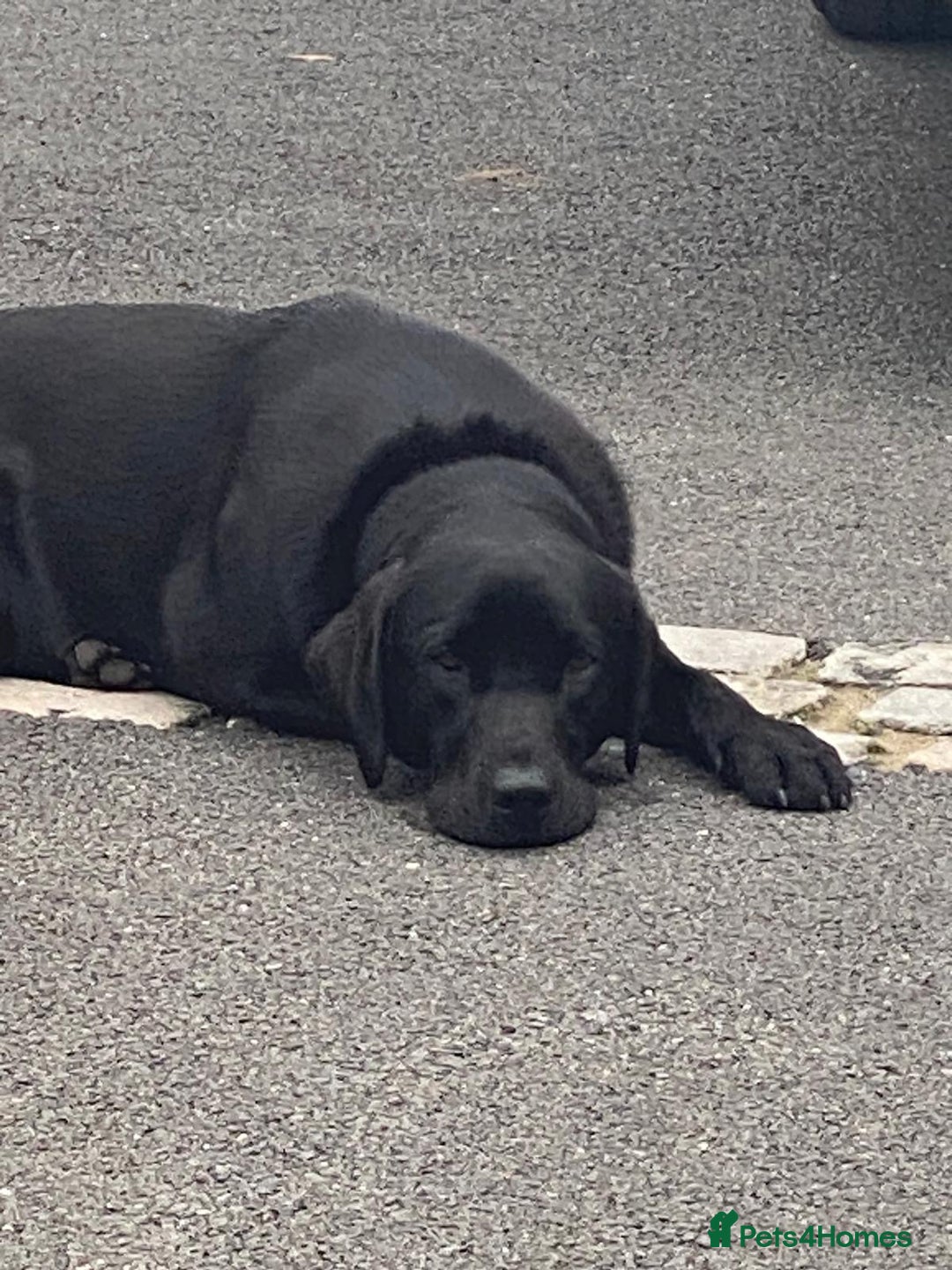 Labrador Retriever dogs for sale: Black and yellow Labrador puppies  - Advert 5