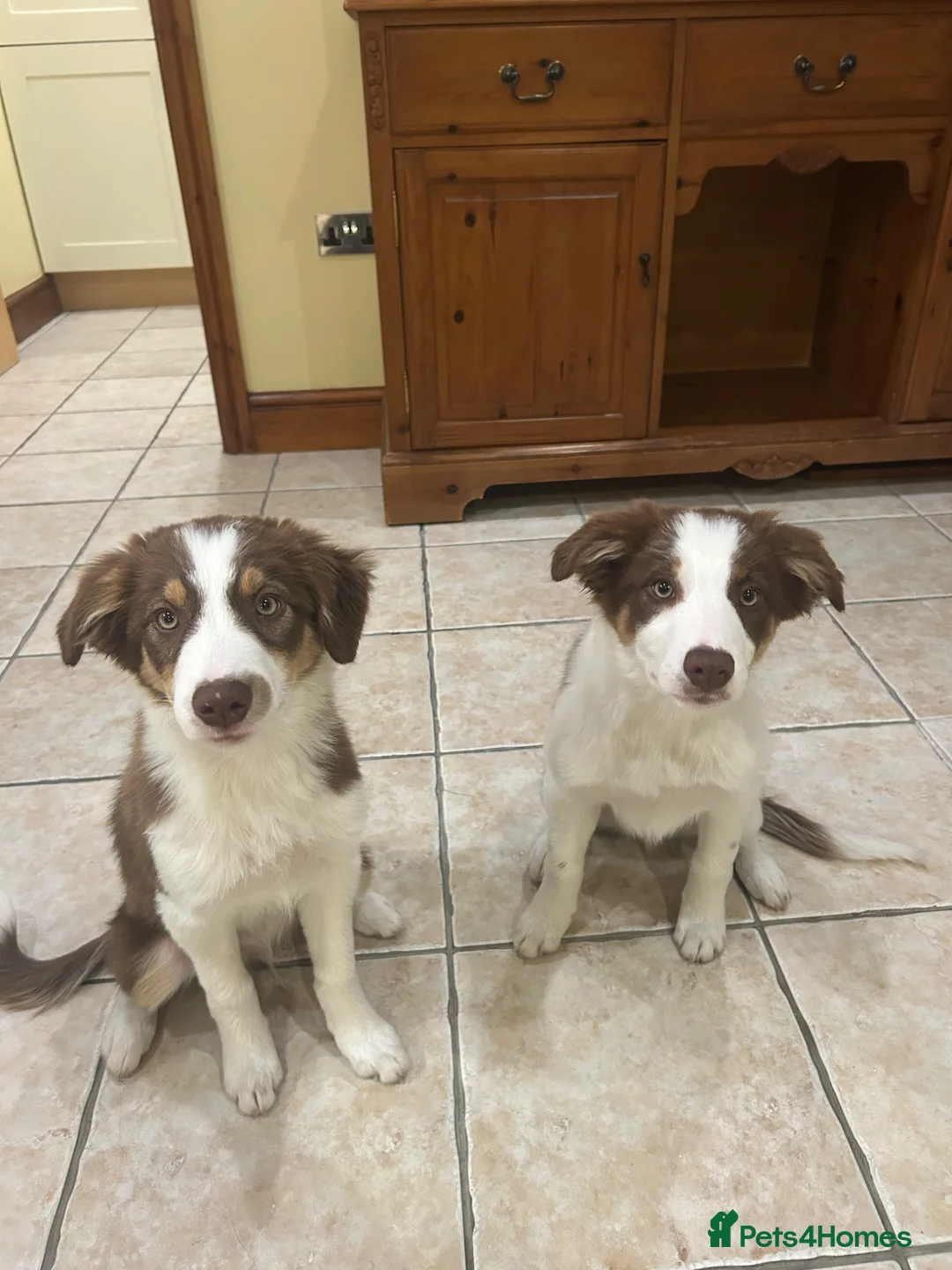 Border Collie dogs for sale: Red, white and tan border collie puppies for sale  in Evesham - Advert 1