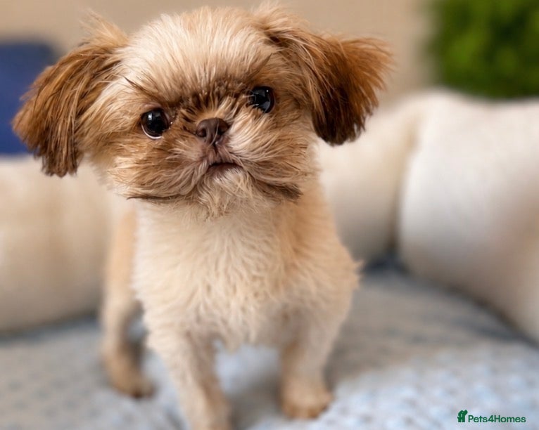 Shih Tzu dogs Scrumptious  **  Choc American Imperial Shih Tzu - Advert 11