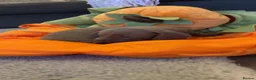 Dachshund dogs for sale: Beautiful little dachshund puppies  - Advert 8