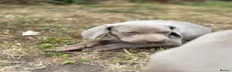 Weimaraner dogs for sale: 🐶KC Registered Weimaraner Puppies 🐶 - Advert 15