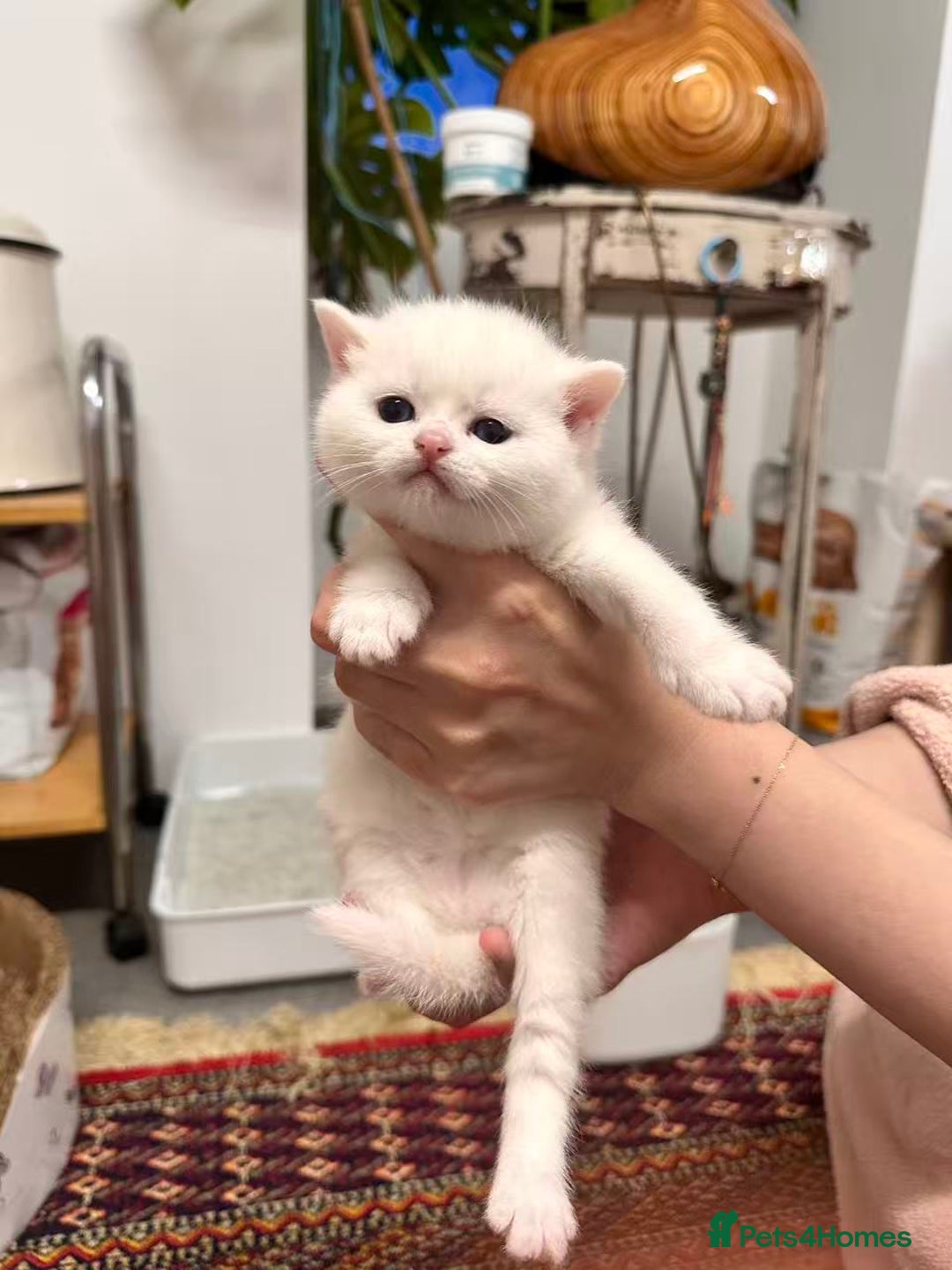 British Shorthair cats for sale: Adorable golden kittens - Advert 12