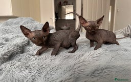 Sphynx cats for sale: Four 😍 SPHYNX kittens  - Image 4