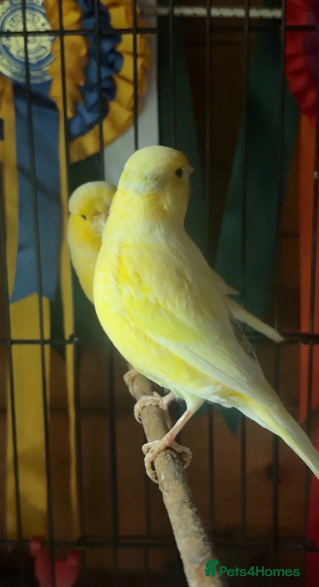 Canaries birds for sale: Chicks and 1 year old hens  - Advert 2