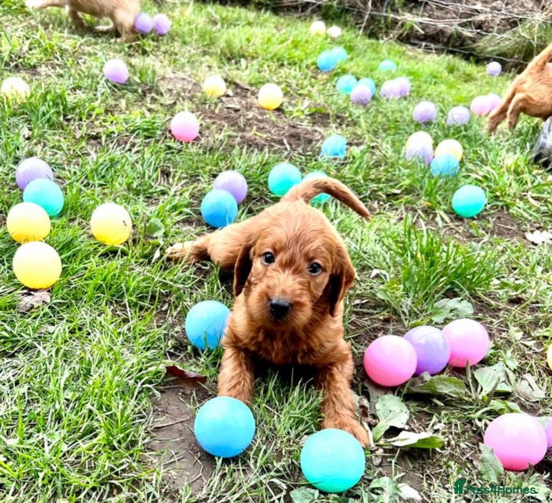 Labradoodle dogs for sale: Gorgeous F1 Labradoodle puppies  - Image 12