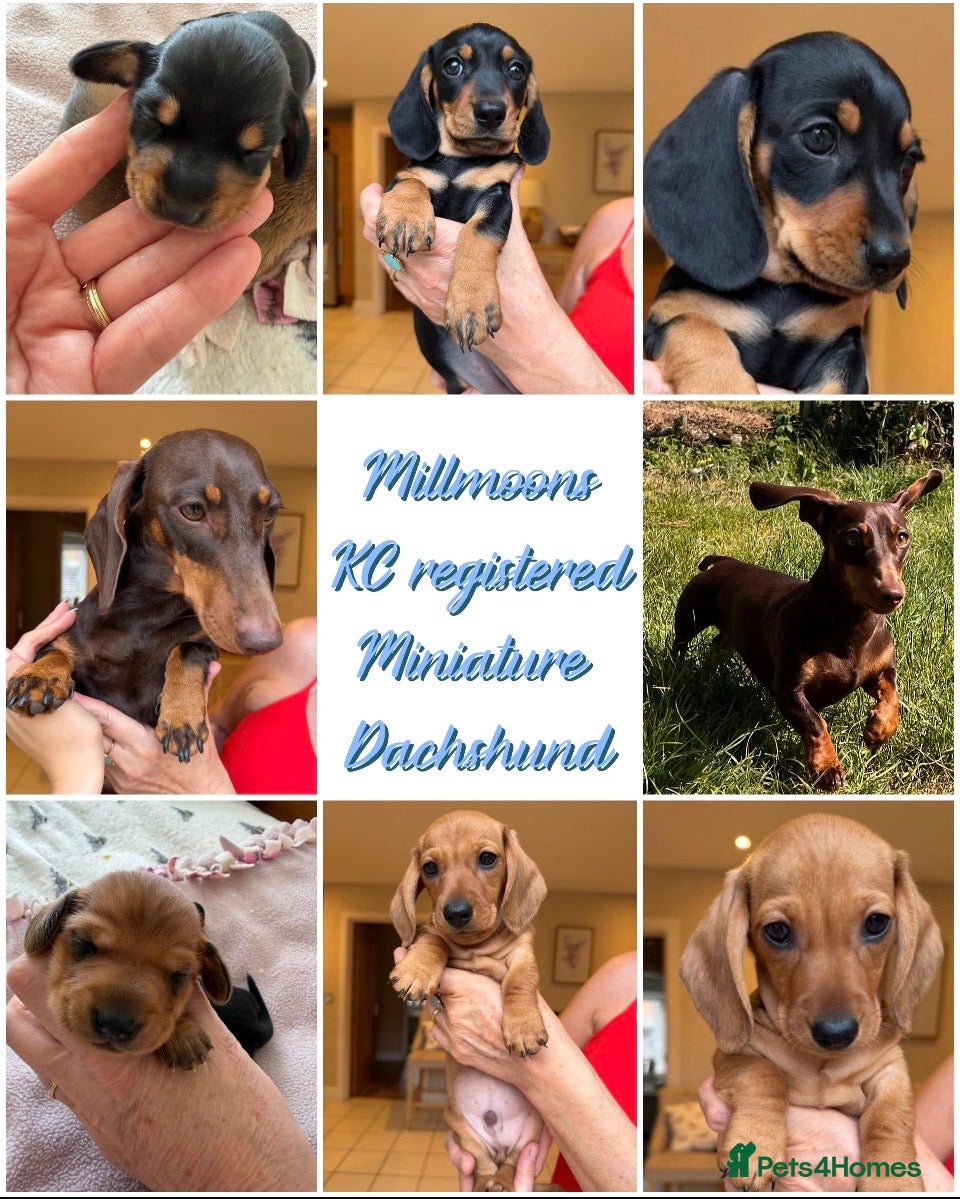 Miniature Dachshund dogs Miniature Smooth Haired Dachshund Black and Tan - Advert 2