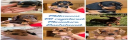 Miniature Dachshund dogs for sale: Miniature Smooth Haired Dachshund Black and Tan in Wrexham - Advert 1