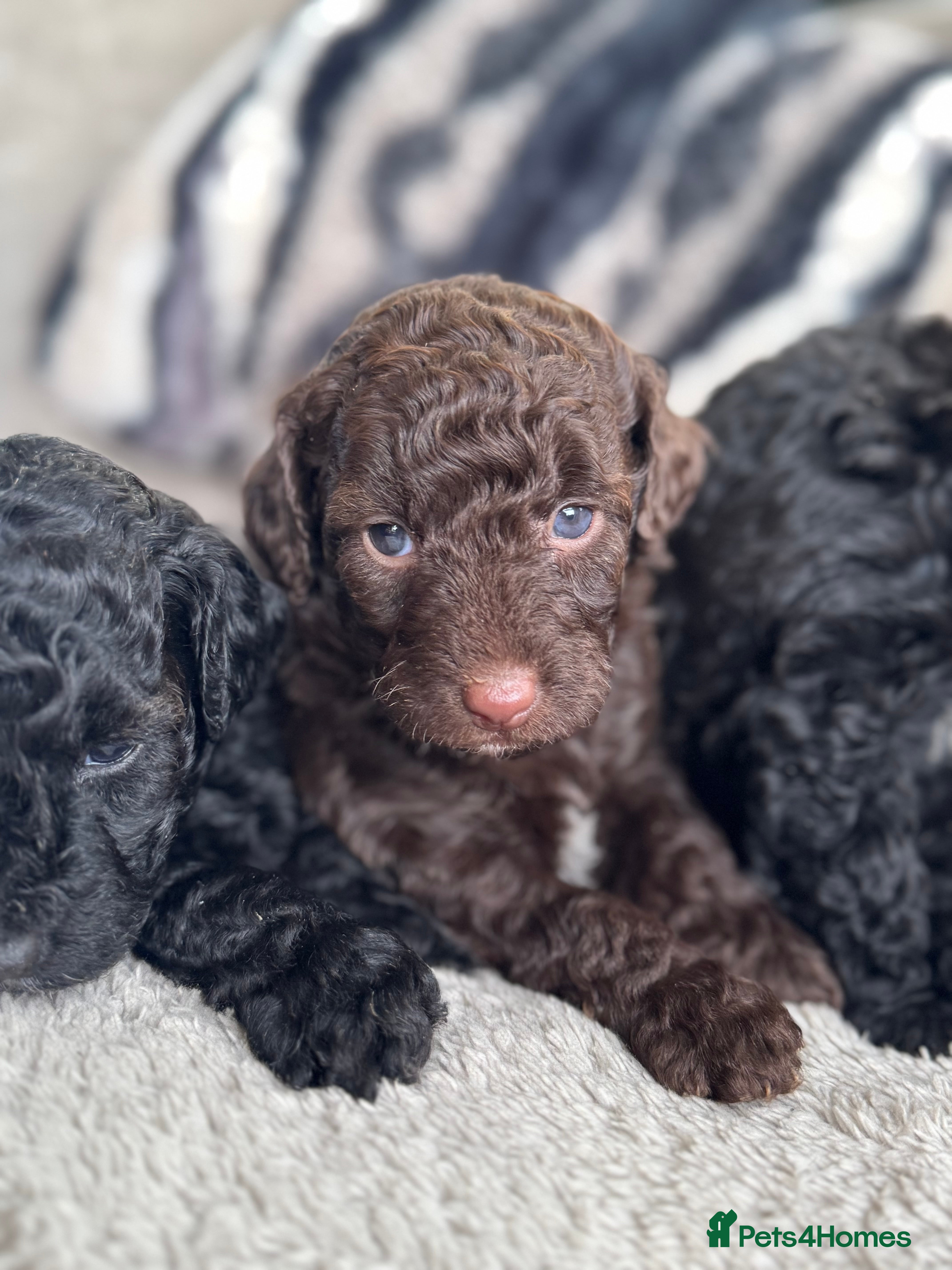 Aussiedoodle dogs Miniature Aussie Doodle Pups 🐾 ❤️ - Advert 3