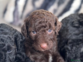 Aussiedoodle dogs Miniature Aussie Doodle Pups 🐾 ❤️ - Advert 3