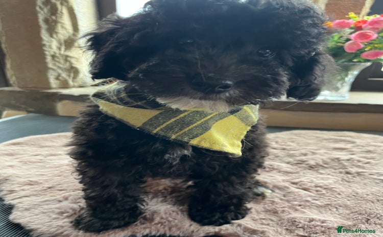Miniature Poodle dogs - Advert 2