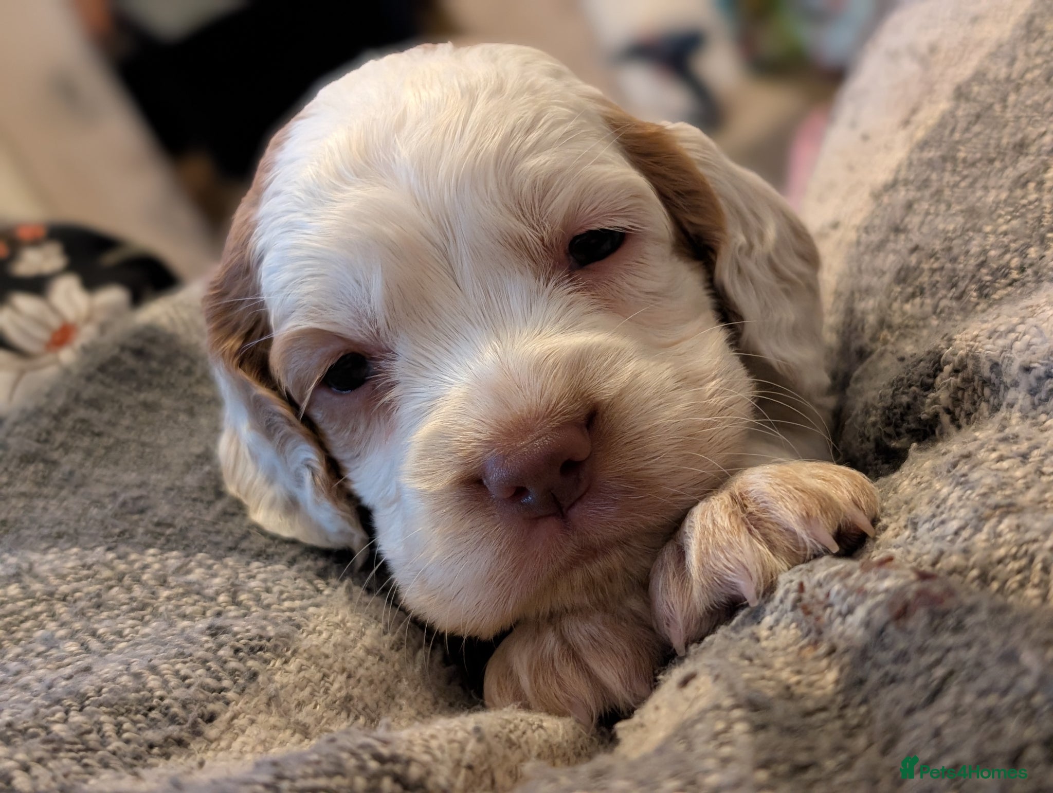 Sprocker dogs Last Girl Sprocker puppy ready end of may - Advert 2