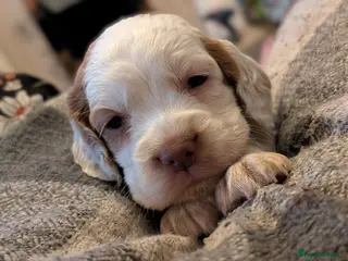 Sprocker dogs Last Girl Sprocker puppy ready end of may - Advert 2
