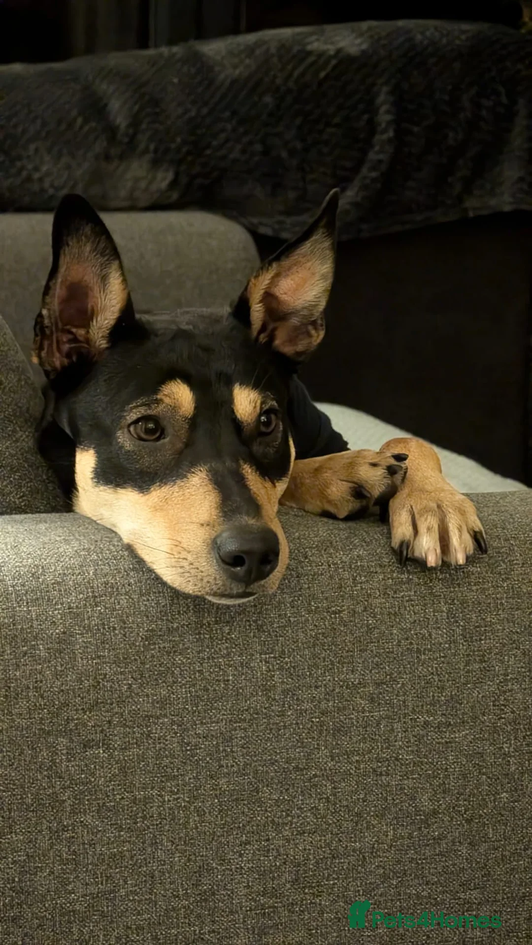 Mixed Breed dogs for adoption: Oreo - very sweet lad - Advert 17