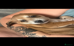 Mixed Breed dogs for sale: adorable Lurcher puppies - Image 20