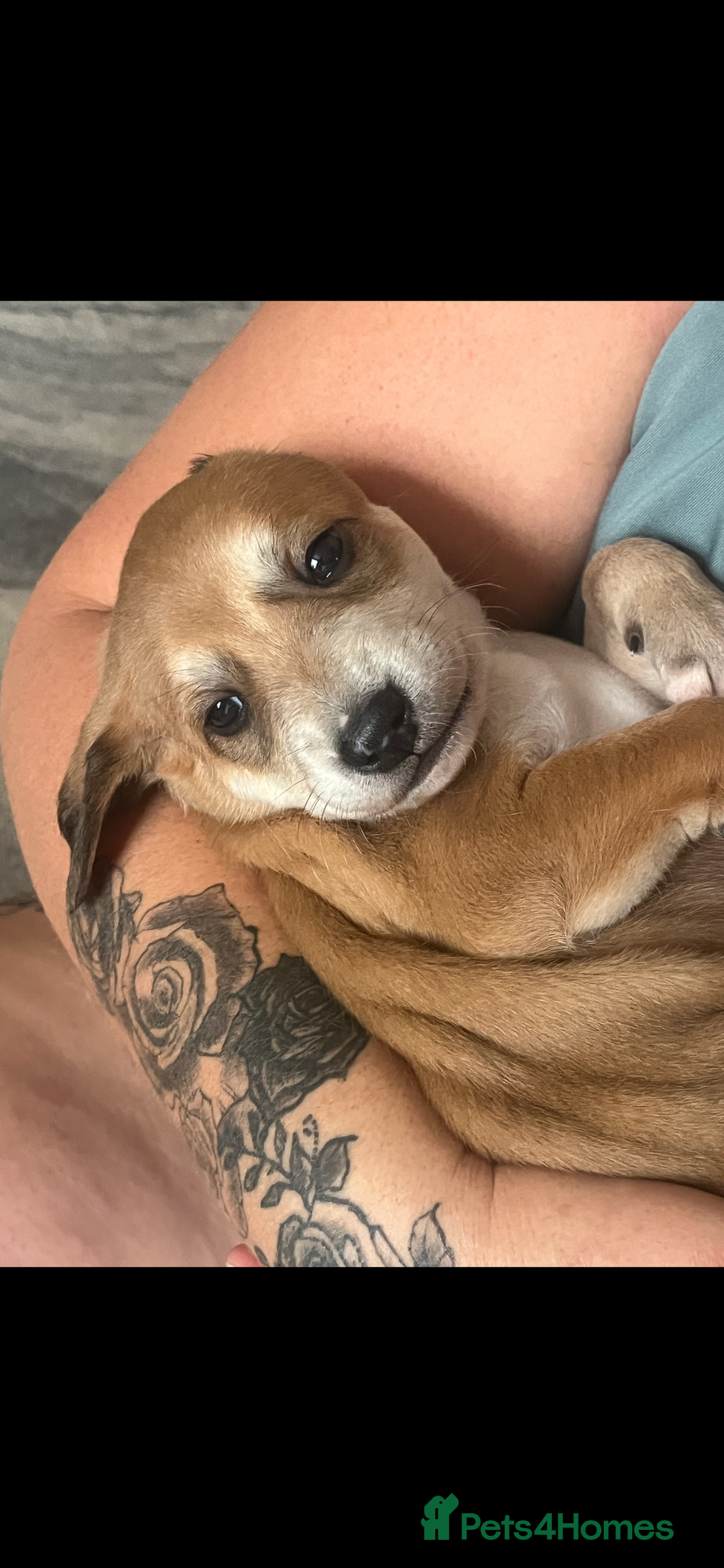 Mixed Breed dogs for sale: adorable Lurcher puppies - Image 20