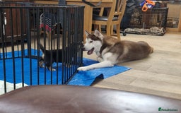 Mixed Breed dogs for sale: Adorable Rottsky Pups - Image 12