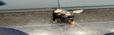 Miniature Pinscher Black-tan female