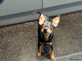 Miniature Pinscher dogs Pure 100% Miniature Pinscher-Licensed Breeder🐾❤️ - Advert 2