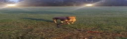 Mixed Breed dogs for adoption: Katie - Rollesby Norfolk  in Great Yarmouth - Advert 8