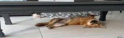 Mixed Breed dogs for adoption: Meet Little Johnny in Cleethorpes - Advert 5