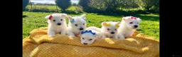 West Highland Terrier dogs for sale: Kennel club registered westies - Advert 2