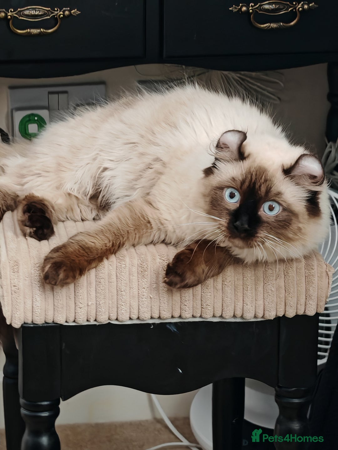American Curl cats for sale: Two very rare and wonderful kittens for sale - Image 24