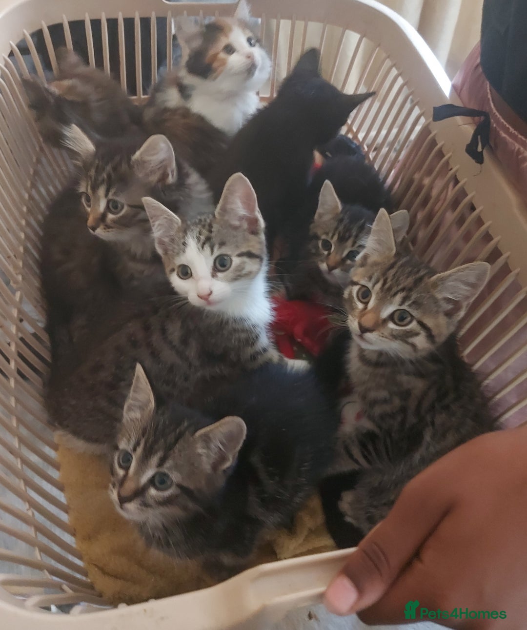 Mixed Breed cats for sale: Beautiful kittens - Image 13