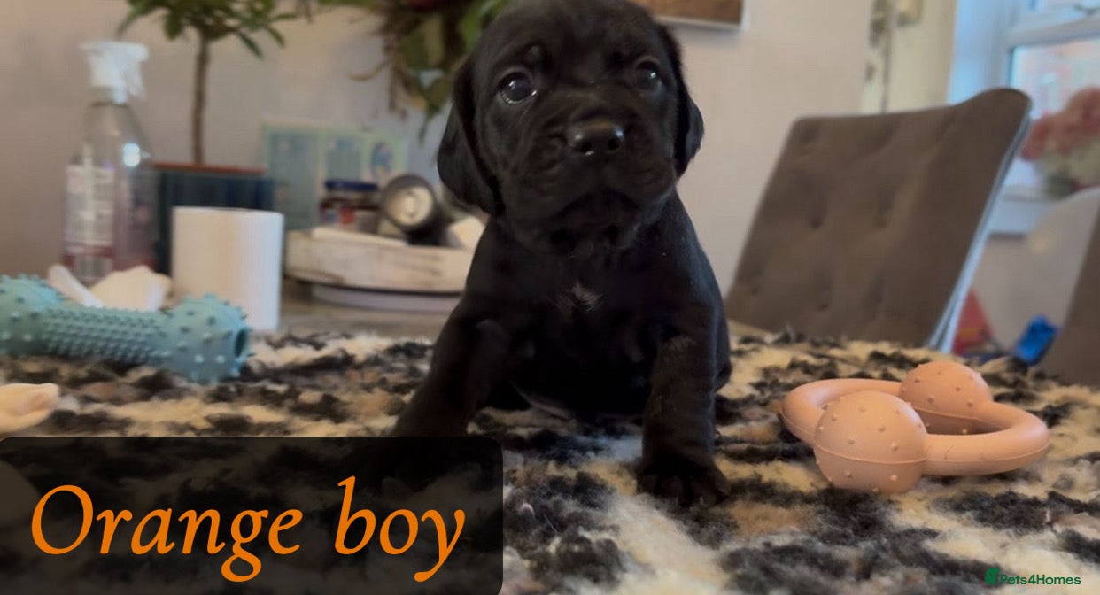 Mixed Breed dogs ⭐️ Cockerdor Puppies ⭐️  - Advert 2