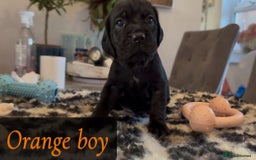 Mixed Breed dogs for sale: Cocker Spaniel cross Labrador - Image 5