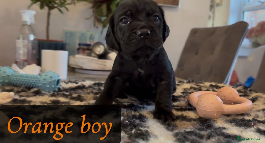 Mixed Breed dogs for sale: Cocker Spaniel cross Labrador - Image 5