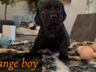 Mixed Breed dogs - Advert 30