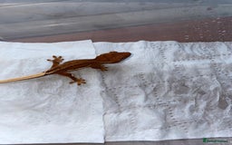 Gecko reptiles for sale: 5 baby crested geckos for sale various morphs - Image 2