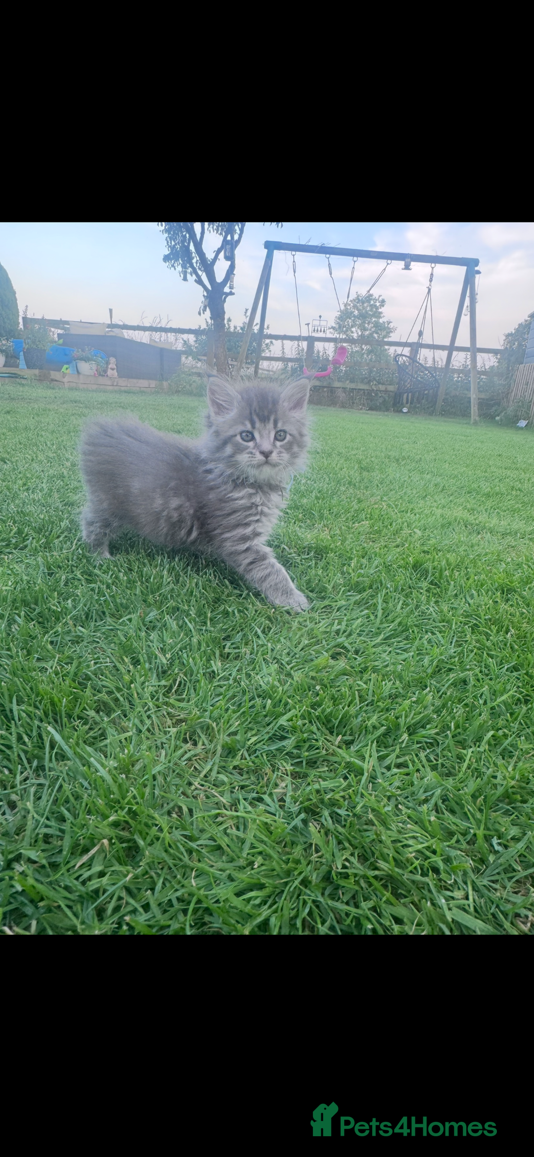 Maine Coon cats for sale: TICA REGISTERED champion Mainecoon kittens in Tring - Image 11