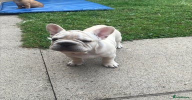 French Bulldog dogs in Liverpool - Advert 4