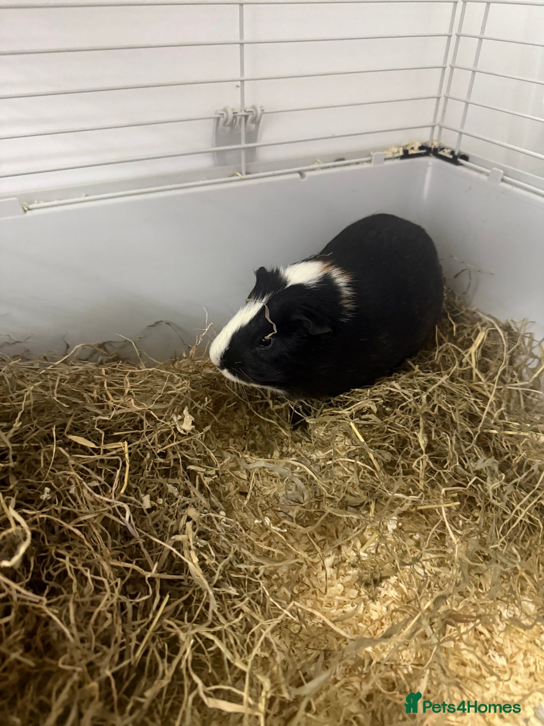 Guinea Pig rodents for sale: <1yo 2 Bonded Male Guinea Pig Boars with cage etc - Advert 3