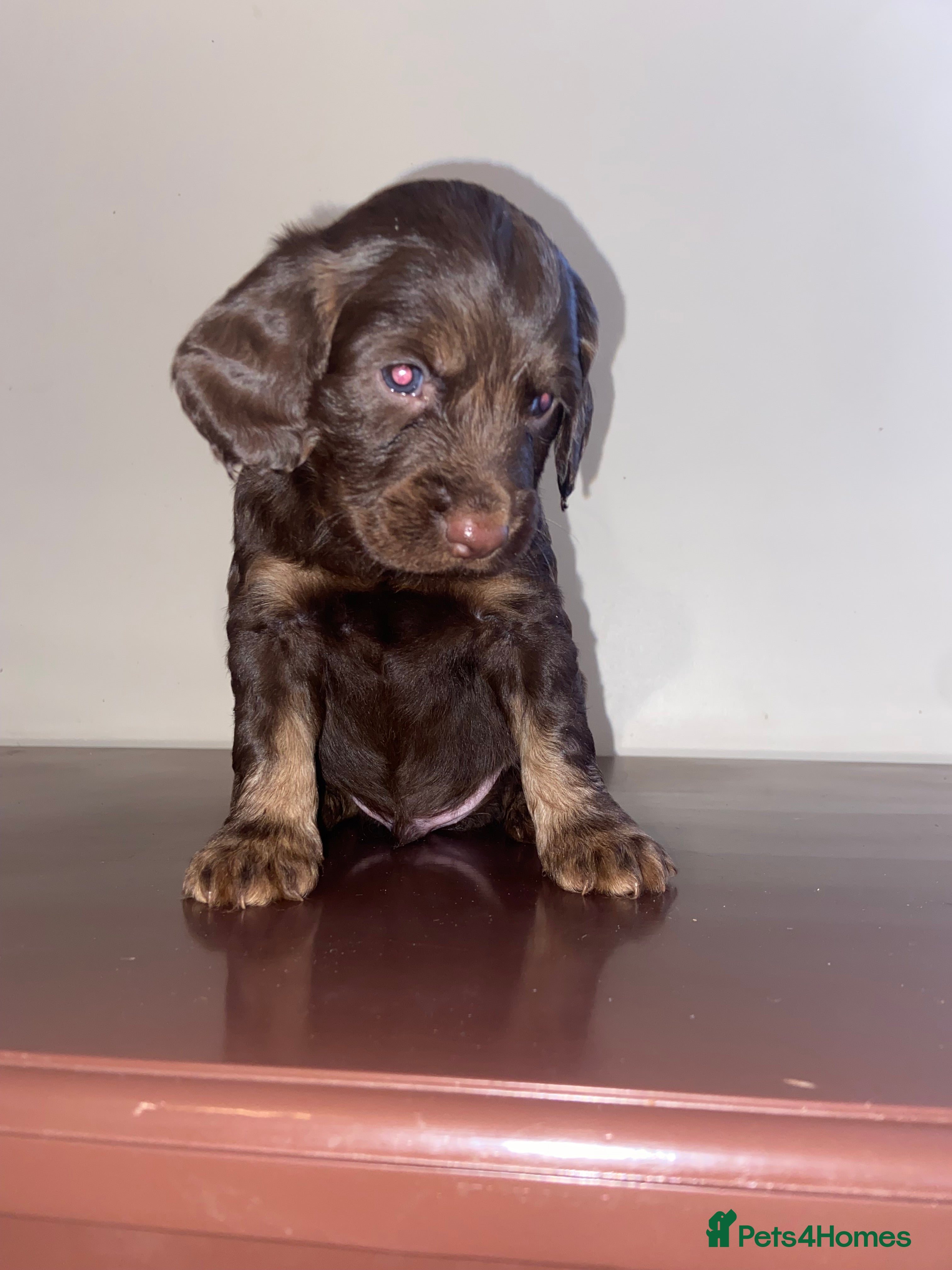 Cocker Spaniel dogs Tri colour working cocker spaniel puppies  - Advert 14