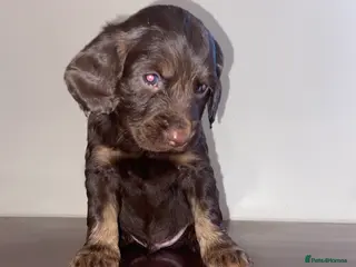 Cocker Spaniel dogs Tri colour working cocker spaniel puppies - Advert 9